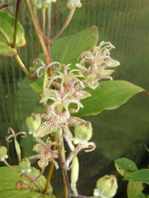unbekannte_und_Tricyrtis_039.jpg