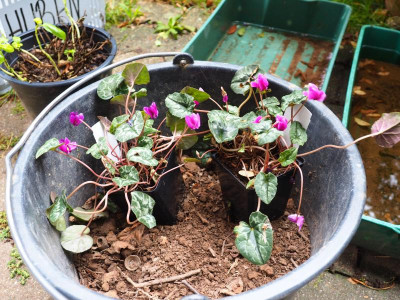 Cyclamen hederifolium nicht ganz dunkel PA070066.JPG