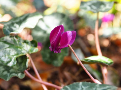 Cyclamen hederifolium dunkel HUBEN Oktober 2020 PA100069.JPG