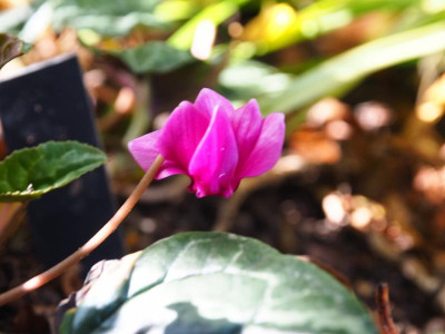 Cyclamen hederifolium nicht ganz dunkel HUBEN Oktober 2020 PA100072.JPG