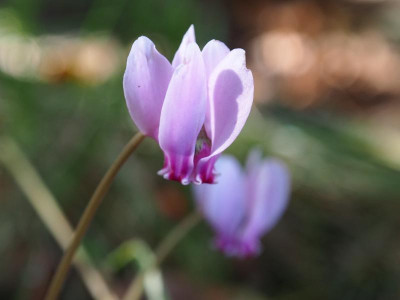 Cyclamen hederifolium Silver Leaves PA100073.JPG