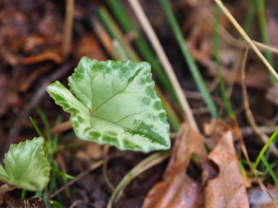 Cyclamen hederifolium Silver Leaves PA100075.JPG