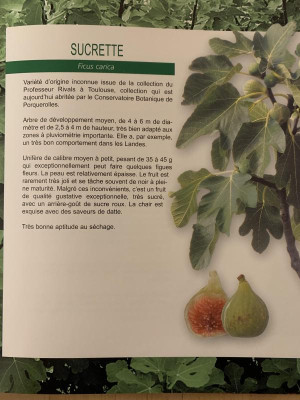 Sucrette_Baud.jpg
