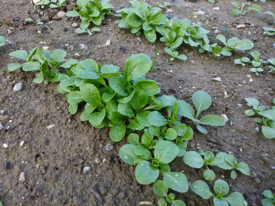 Feldsalat 201010.jpg