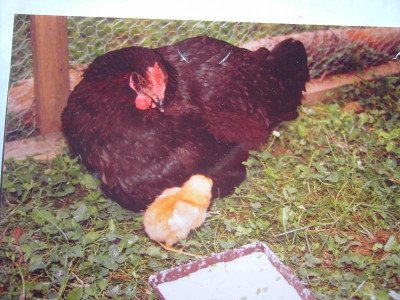 PICT3171.JPG
