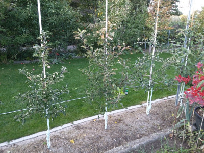 Spindeln 201010.jpg