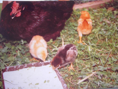 PICT3186.JPG