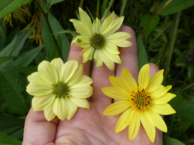 2020-10-10 Helianthus.jpg