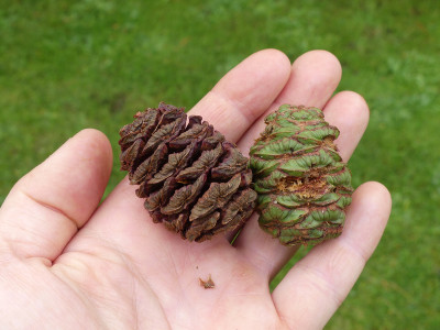 2020-10-10 Sequoiadendron giganteum 1.jpg