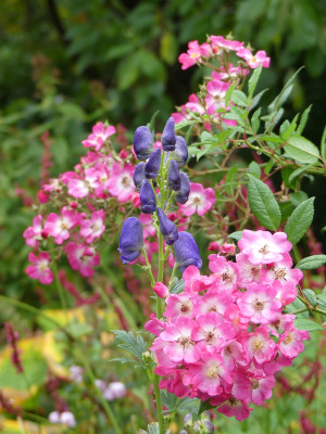 2020-10-10 Aconitum carmichaelii 1.jpg