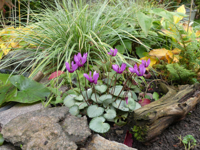 2020-10-10 Cyclamen purpurascens 1.jpg