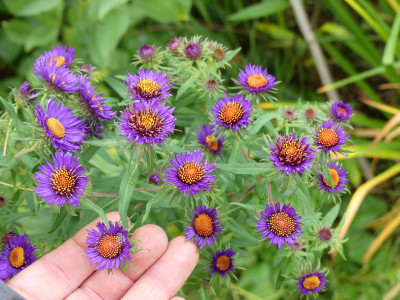 2020-10-10 Aster Sämling 1.jpg