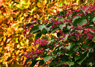 clerodendrum1.jpg
