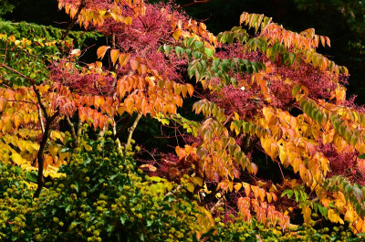 aralia_elata.jpg