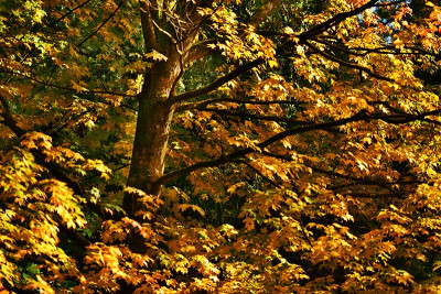 acer_saccharum.jpg