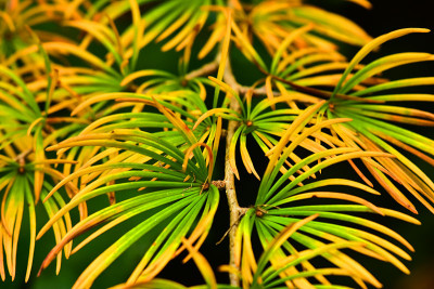 pseudolarix_amabilis.jpg