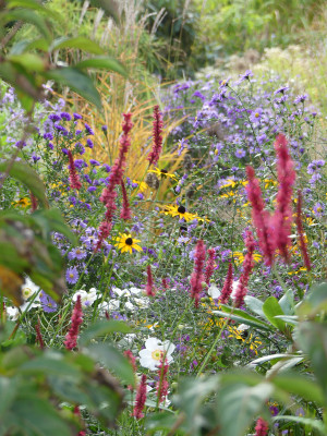 2020-10-10 Gartenimpressionen 6.jpg