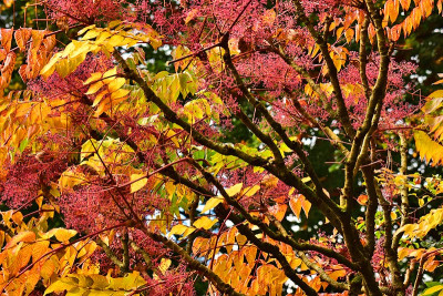 aralia2.jpg
