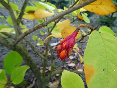 Magnolia sieboldii Samen Oktober 2020.JPG