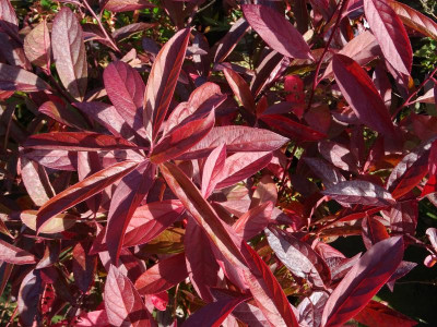 Itea virginica Henry's Garnet Herbstfarbe Oktober 2020.JPG