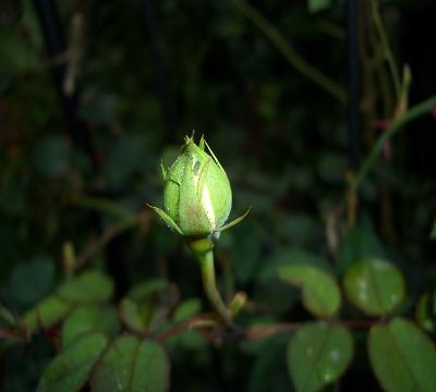 k-CIMG3774_c.white_knospe.JPG