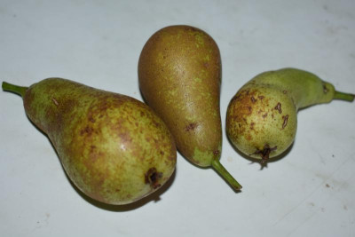 Piment d'Espelette 004.JPG