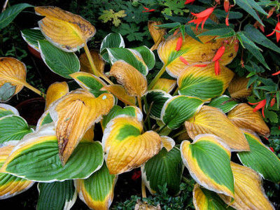 St_Herbst051007.jpg