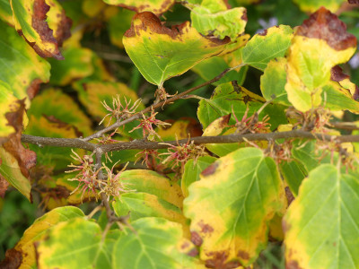 2020-10-10 Hamamelis virginiana 'Mohonk Red' 2.jpg