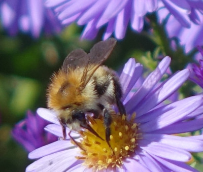Ackerhummel 2020-10-11.jpg