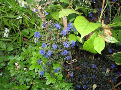 IMG_1706c.jpg_Ceanothus_Blue_Sapphire.jpg