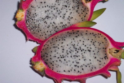 comp_03frucht.jpg