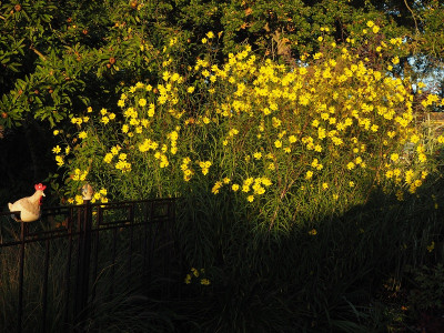 orgyalis 11.10.2020 ue.JPG