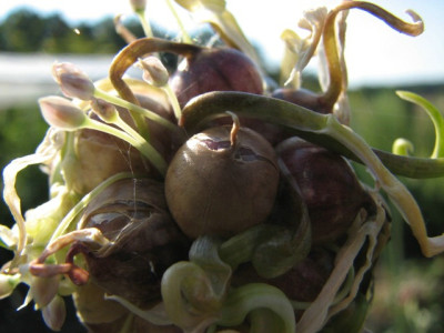 comp_07knoblauch07.jpg