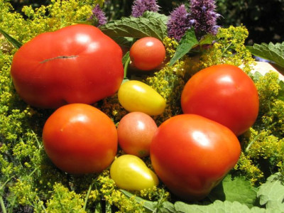 comp_08tomaten08.jpg