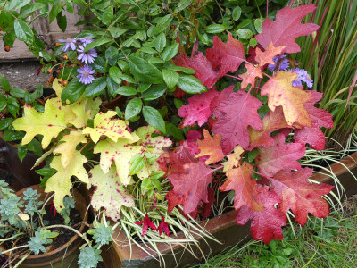 2020-10-11 Hydrangea quercifolia 'Little Honey'.jpg