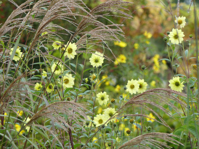 2020-10-11 Gartenimpressionen 5.jpg