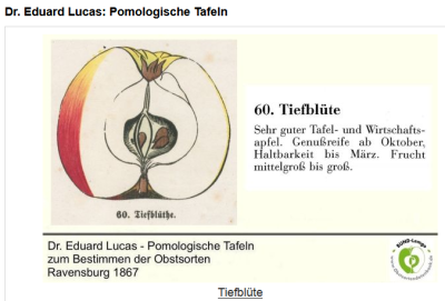 Tiefblüte, Naumburger.png