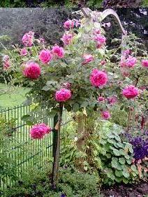 rosarium_uetersen_1.jpg