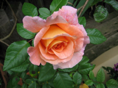 Augusta_Luise_1.10.07.jpg