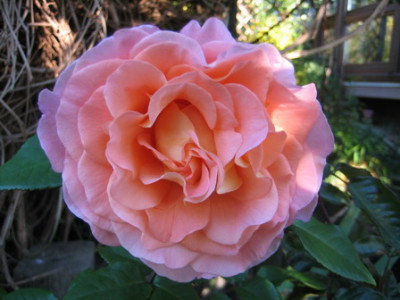 Augusta_Luise_2.10.07.jpg
