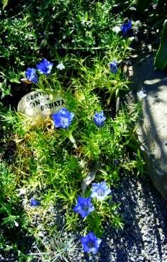 gentiana_sino_ornata_w.jpg
