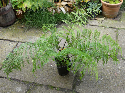 2020-10-12 Farne Asplenium x lucrosum 1.jpg