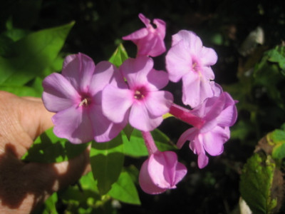 Phlox_1.jpg