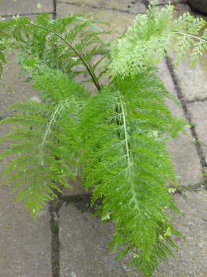 2020-10-12 Farne Asplenium x lucrosum 2.jpg