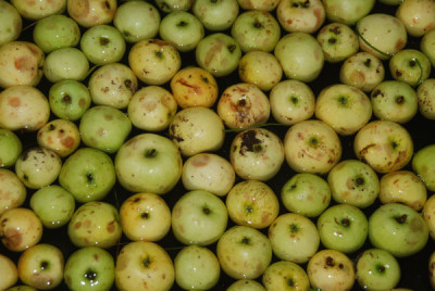 oktober_Obst_klein.jpg
