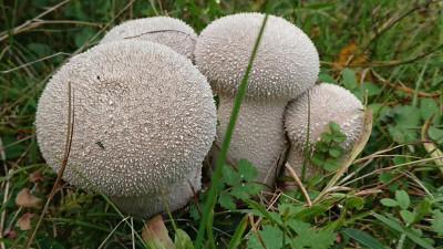 Pilze1.JPG