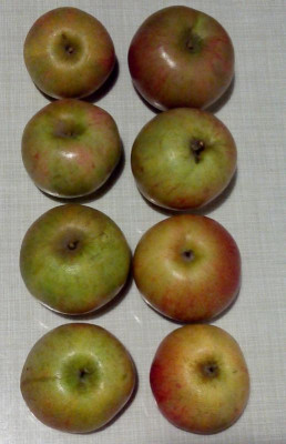 unbek_apfel.jpg