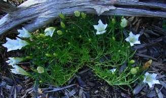 gentiana_sino_ornata_beatrix_w.jpg