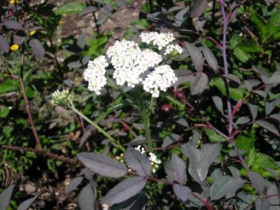 achillea_millefolium_m.JPG