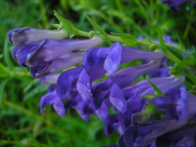 Scutellaria_baicalensis_a.JPG